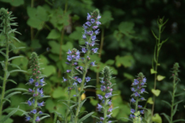 Echium vulgareSlangekruid  bestellen